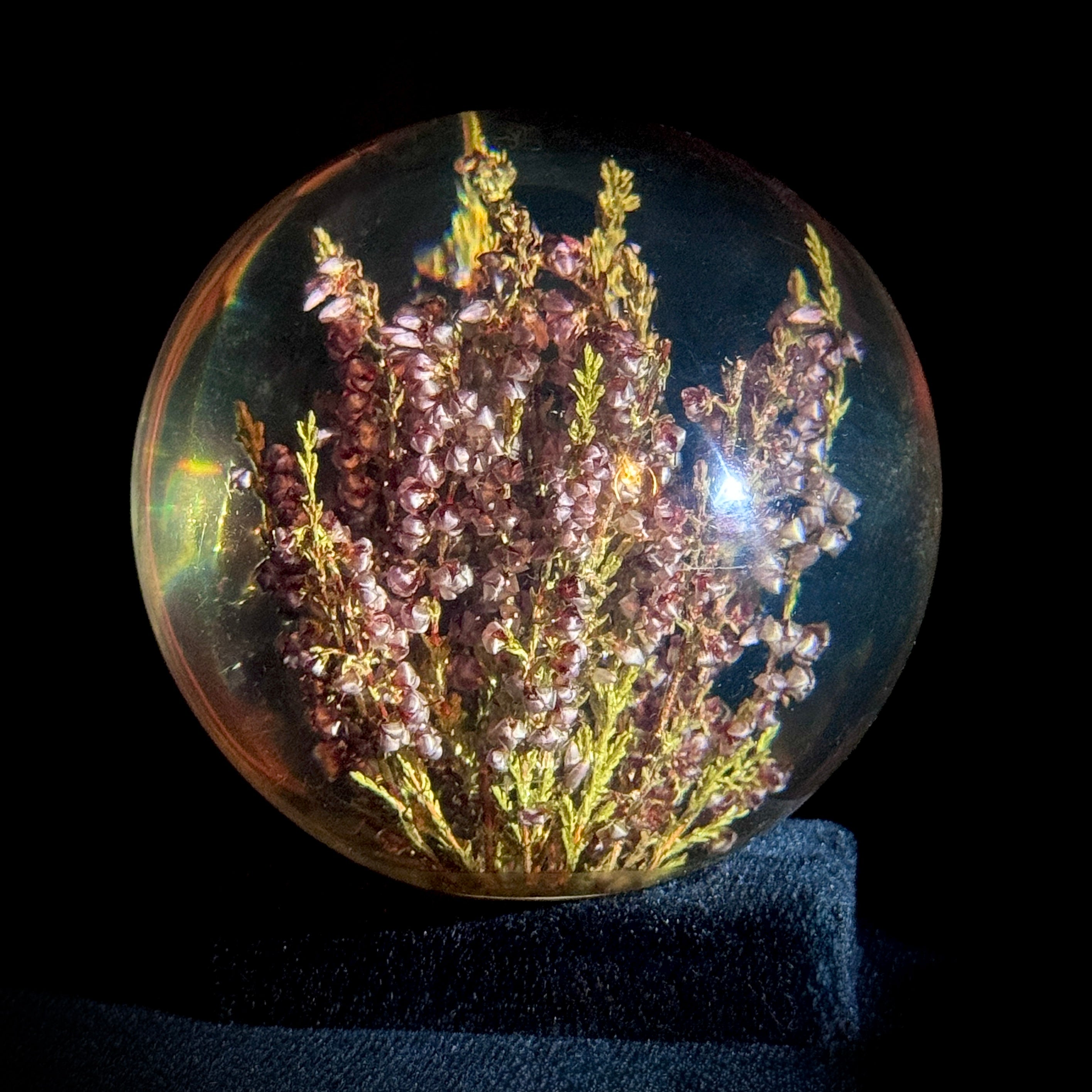 Lucite paperweight encasing real heather plant