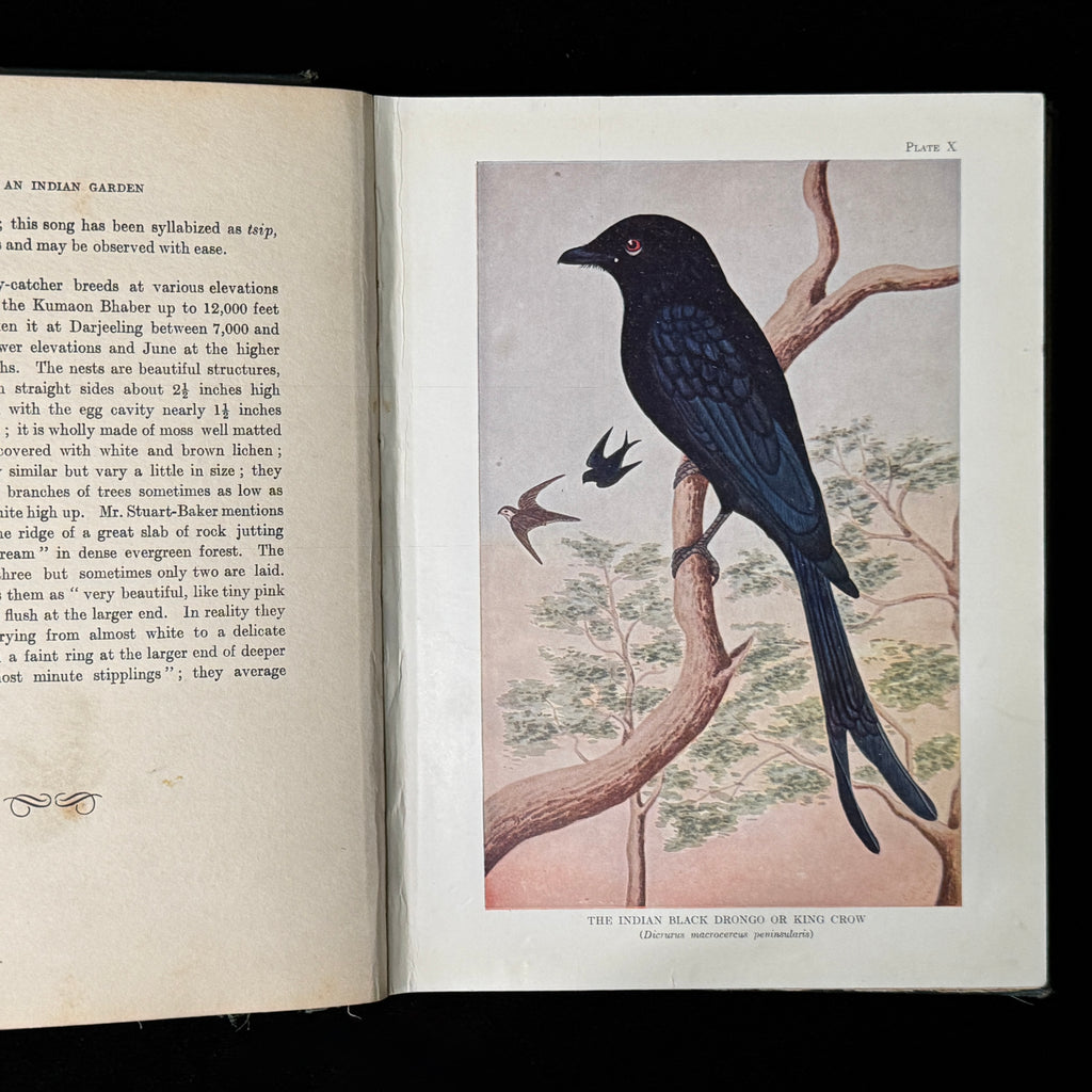Birds of an Indian Garden (1936)