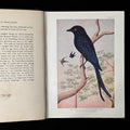 Birds of an Indian Garden (1936) with gorgeous colour illustrations