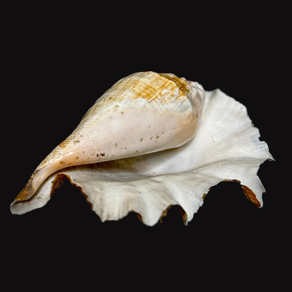 Large Seashell