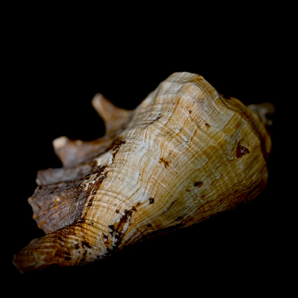 Large Seashell