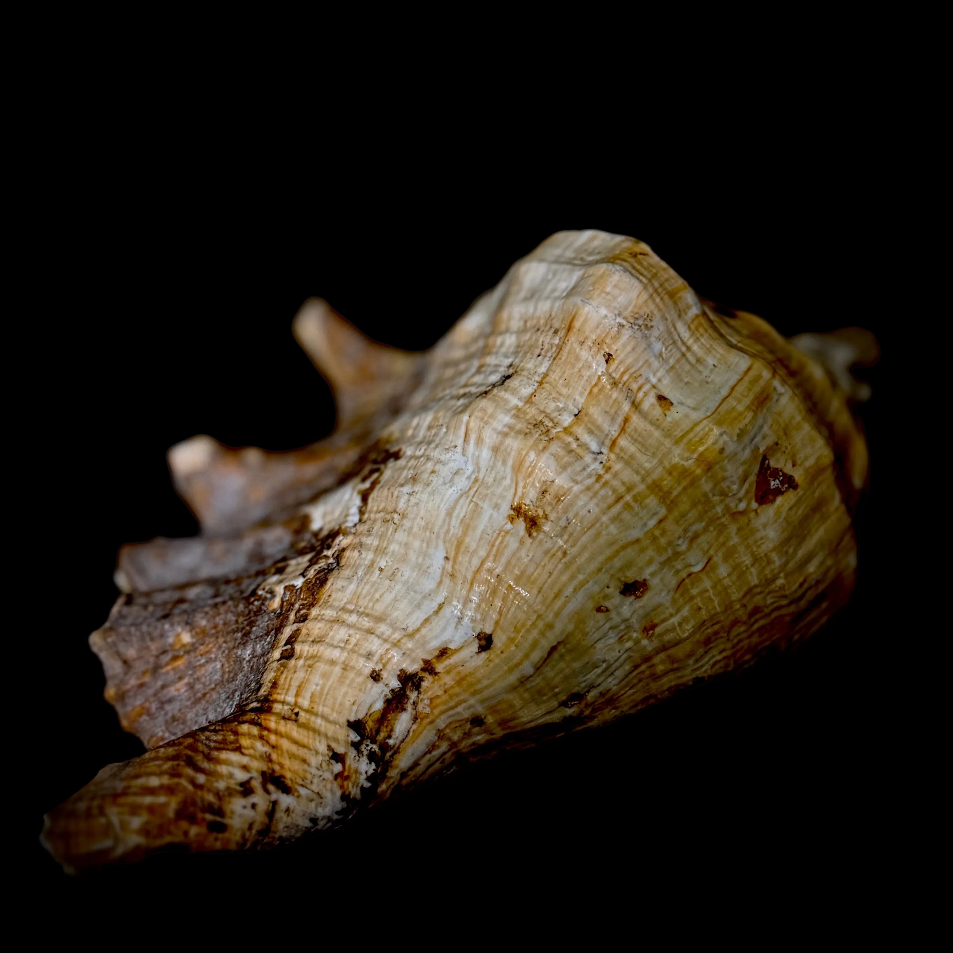 Large Seashell