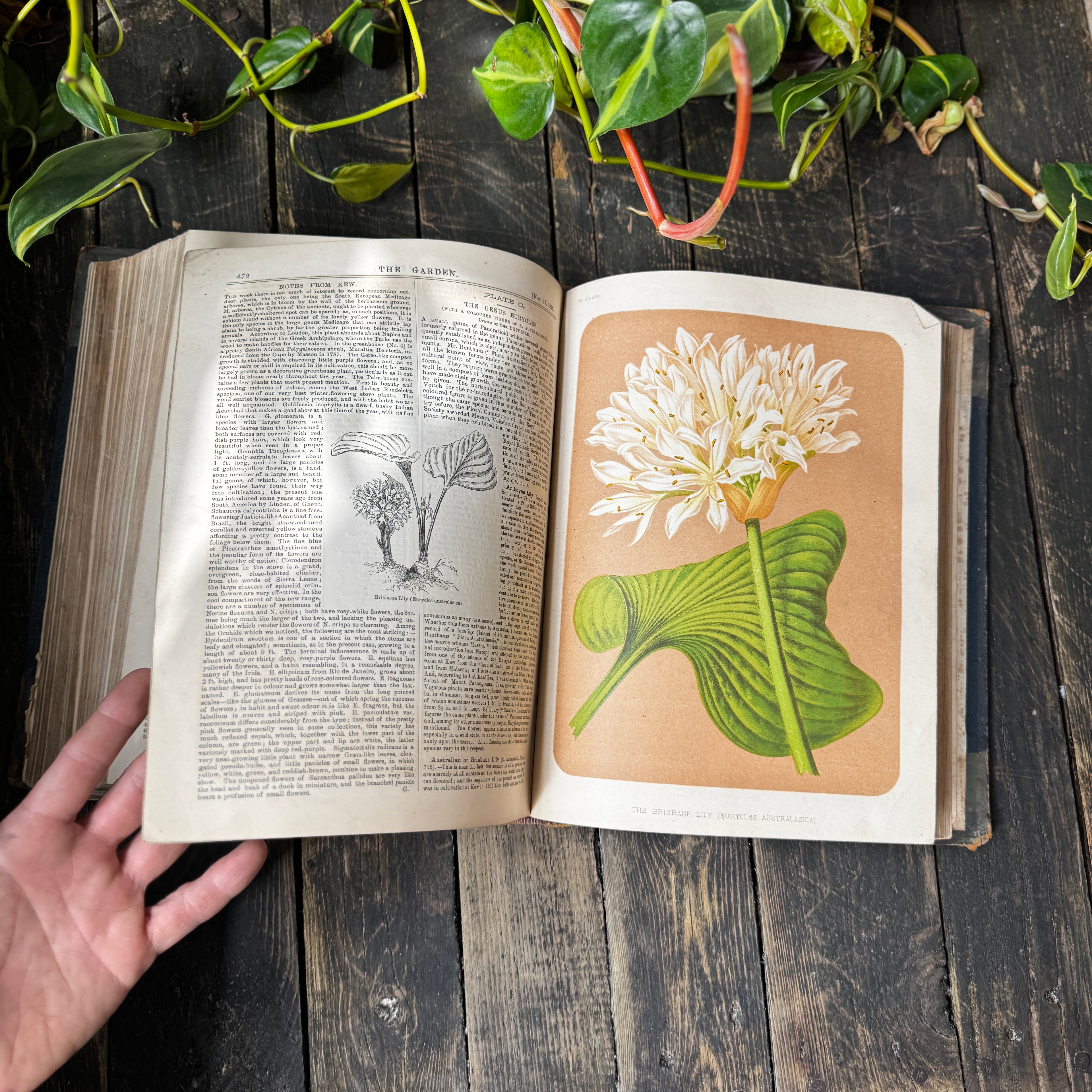 Leather bound Volume XII The Garden Illustrated Weekly
