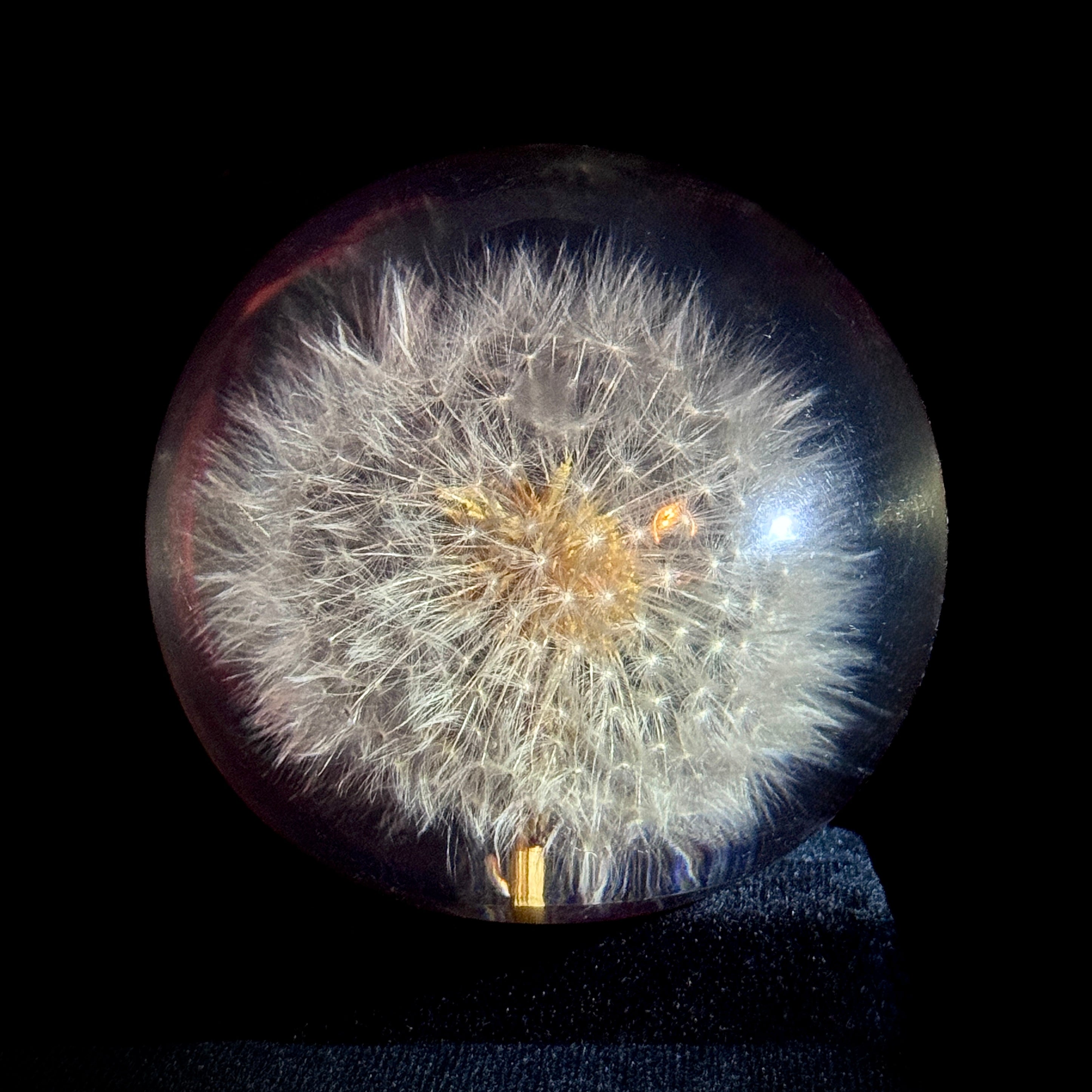Lucite paperweight encasing real dandelion